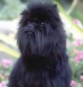 Affenpinscher