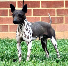 American Hairless Terrier standing in grass