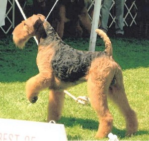 Airedale Terrier pointing