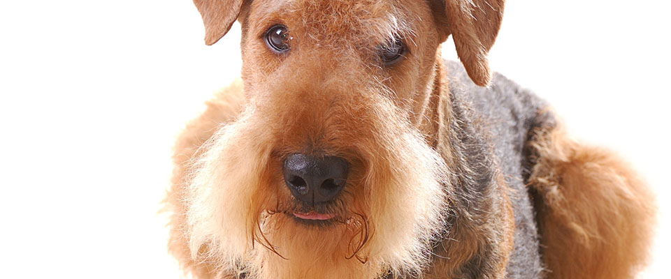 Airedale Terrier closeup