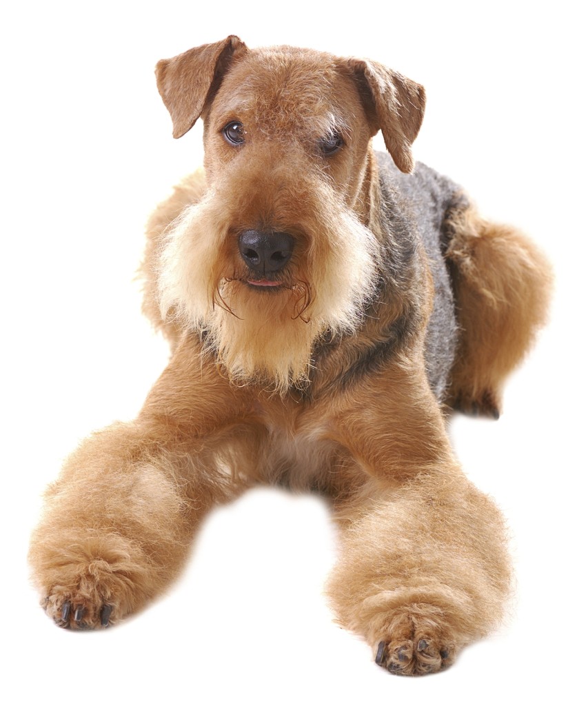 Airedale Terrier laying