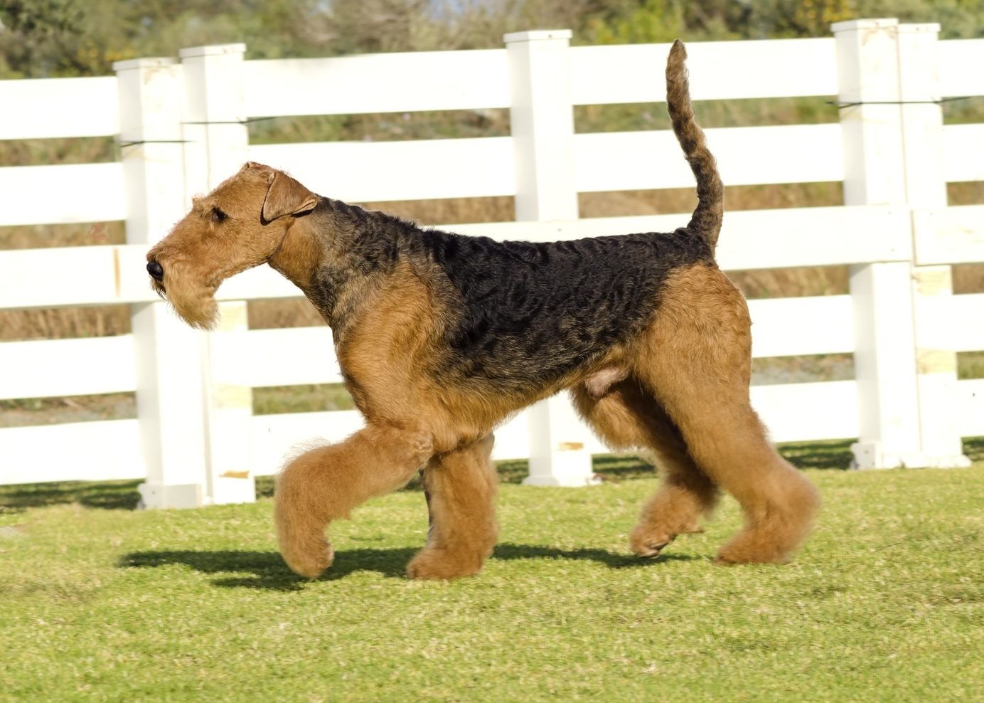Airedale Terrier pointing in field