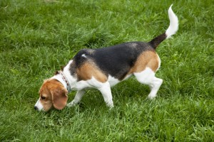 American Foxhound searching in grass