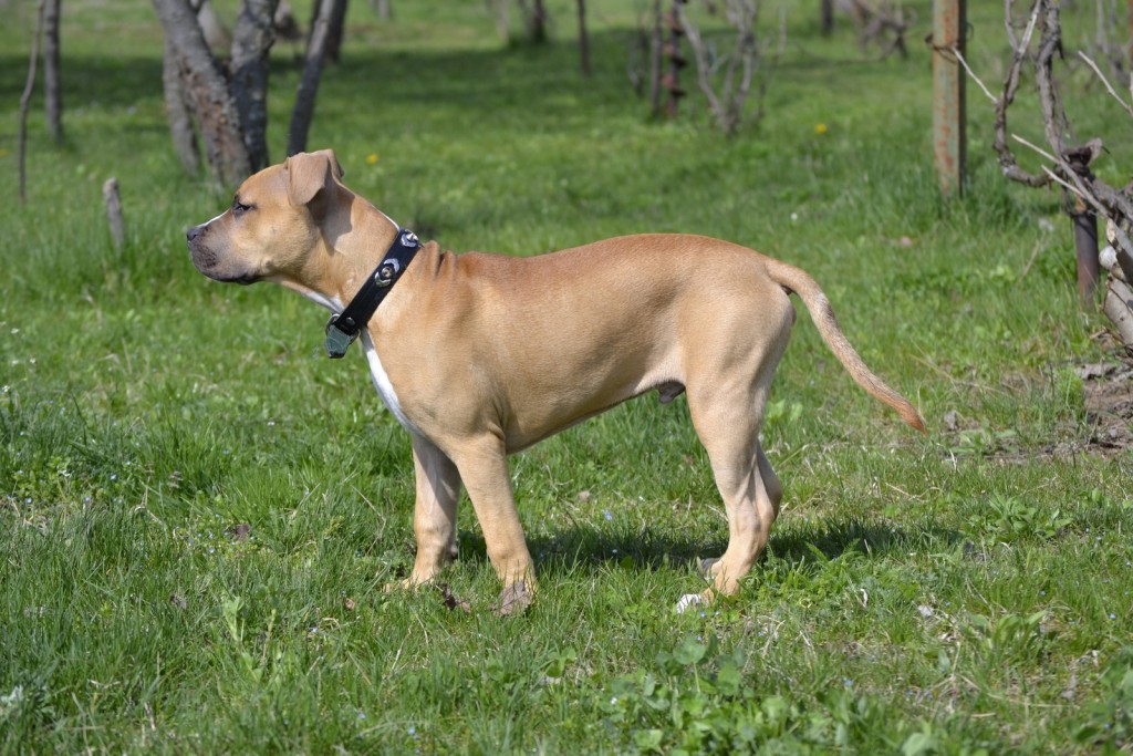 American Staffordshire Terrier standing in field