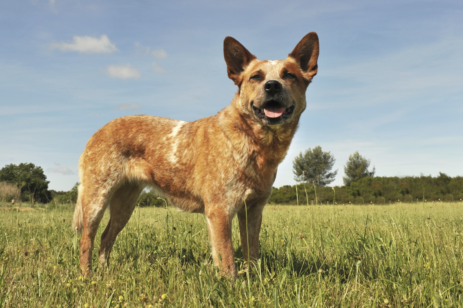 Australian Cattle Dog puppy in field