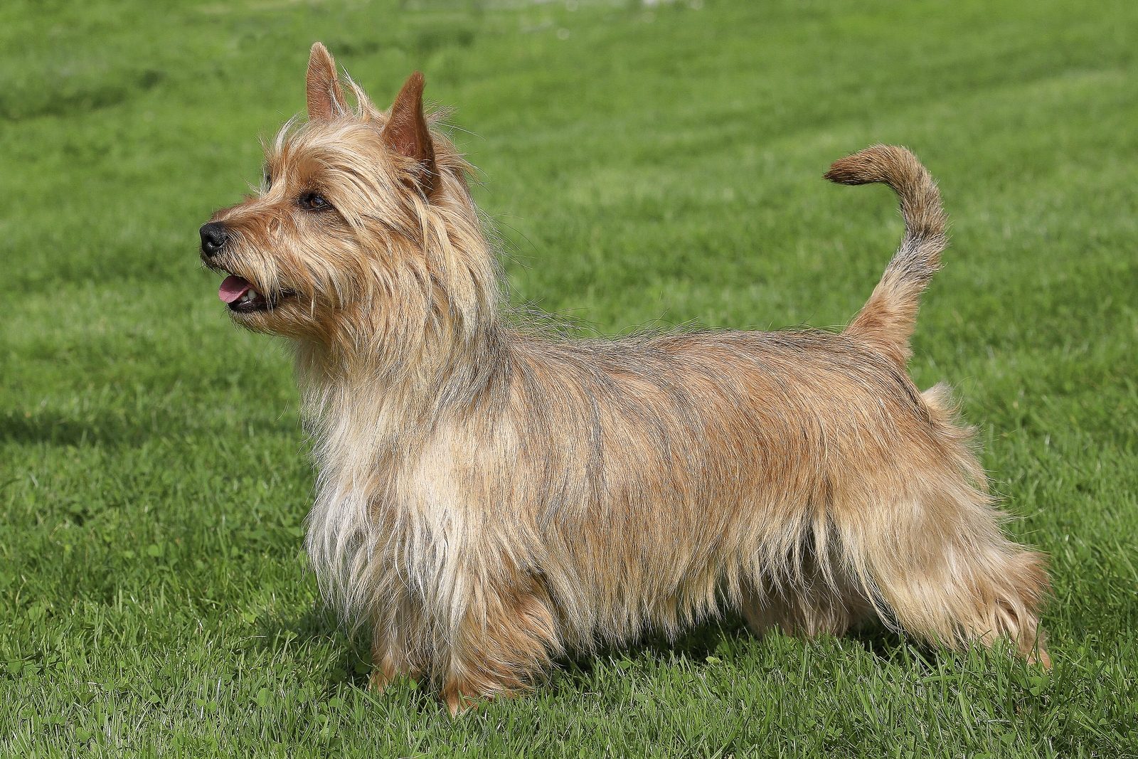 Australian Terrier standing in grass