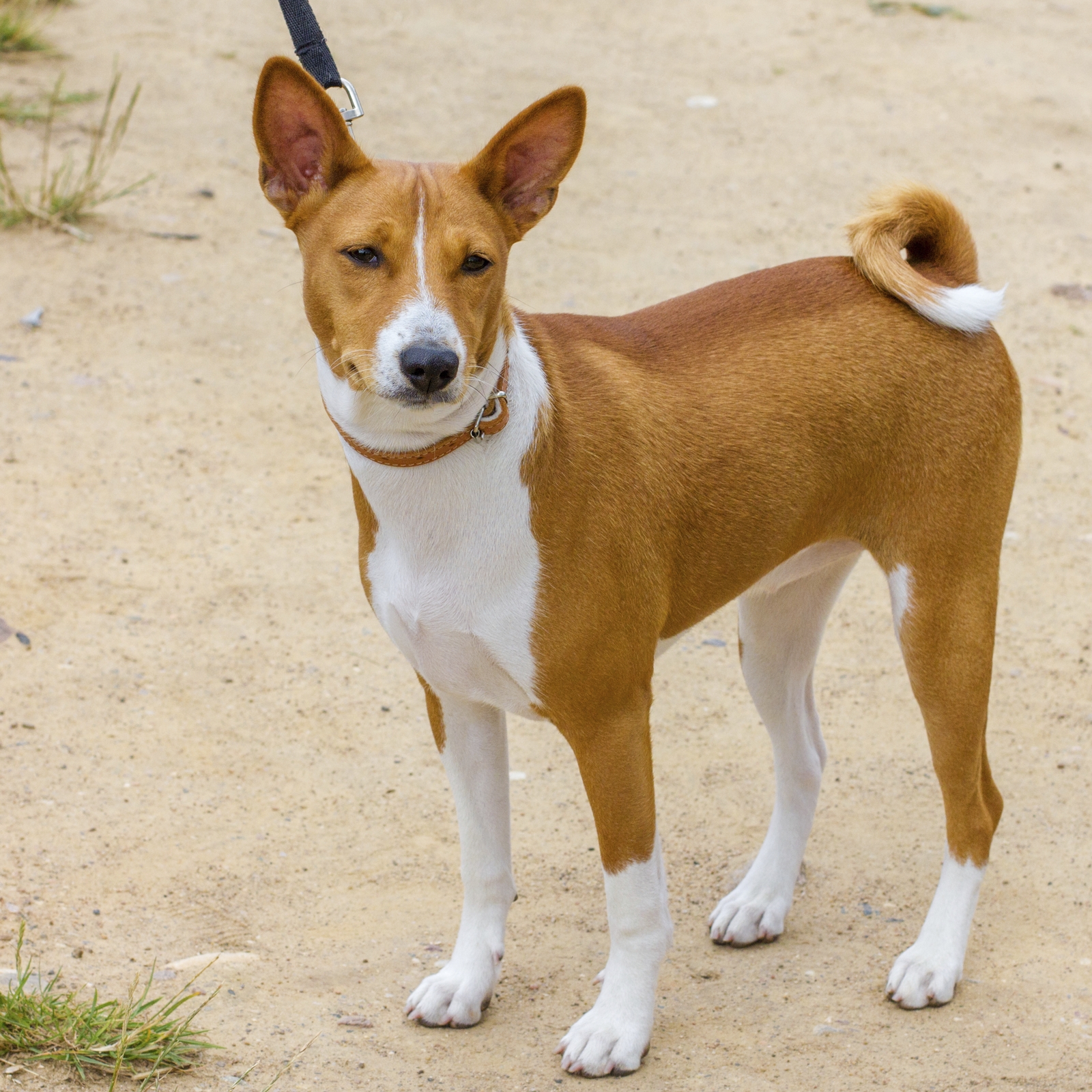 All 91+ Images show me a picture of a basenji dog Full HD, 2k, 4k