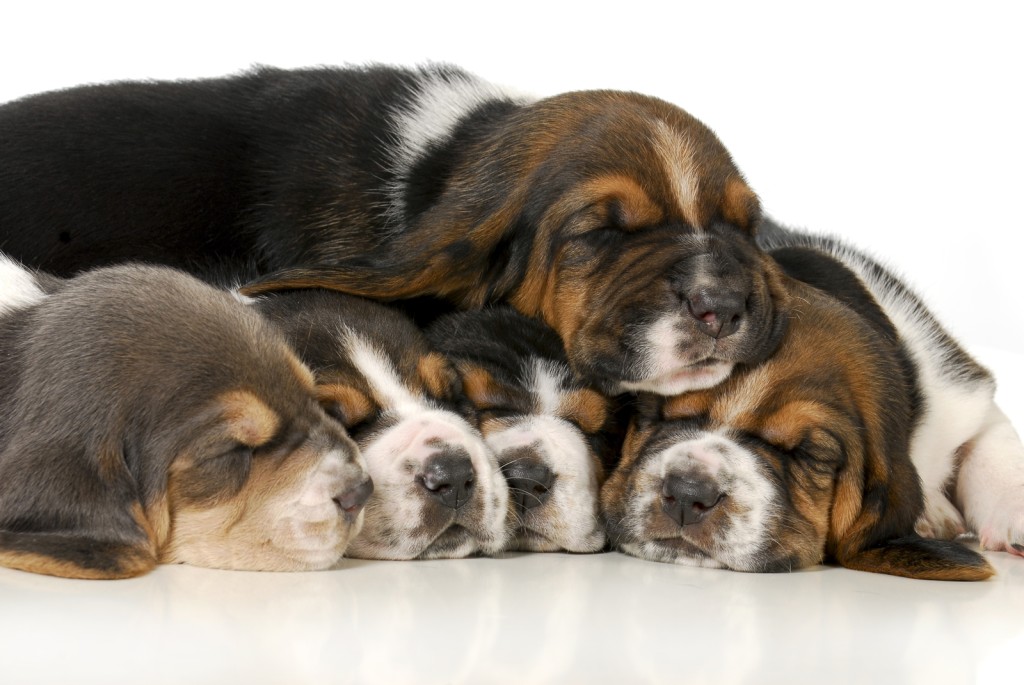 Basset Hound puppies