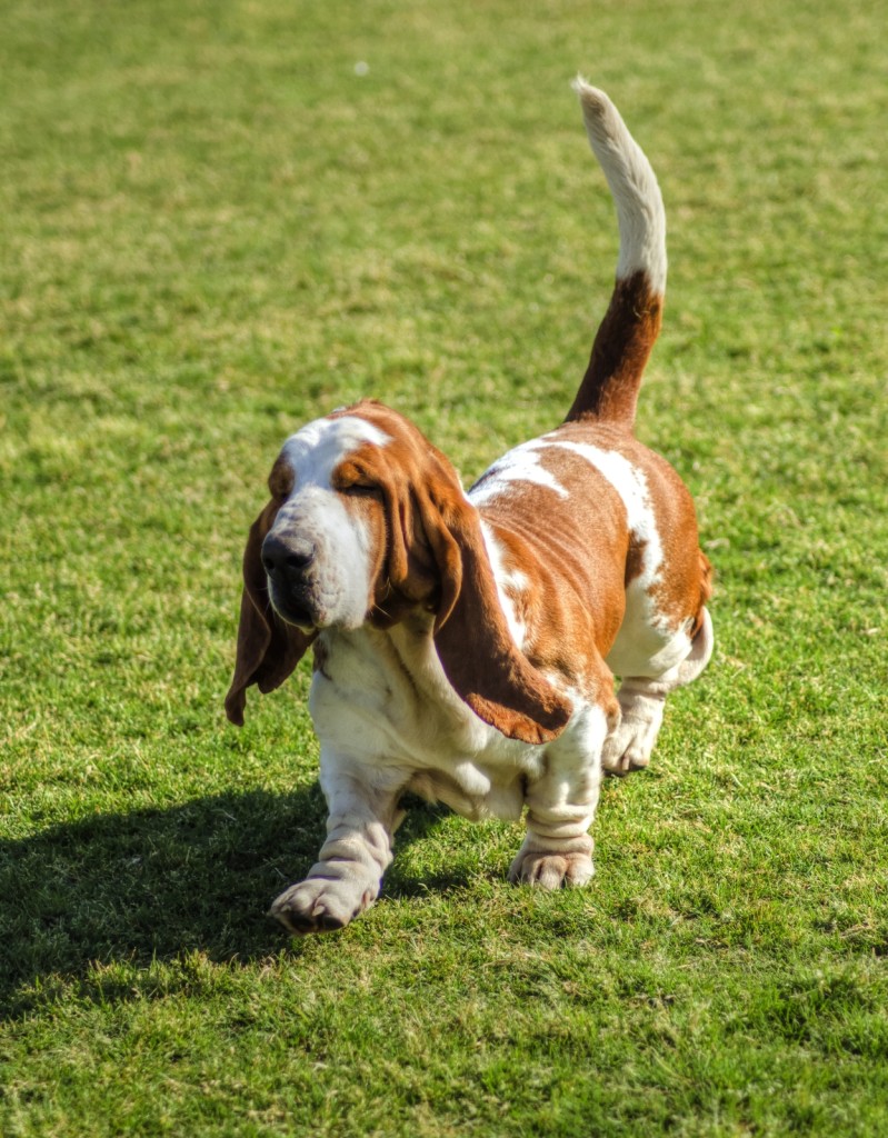 Basset hound running in grass