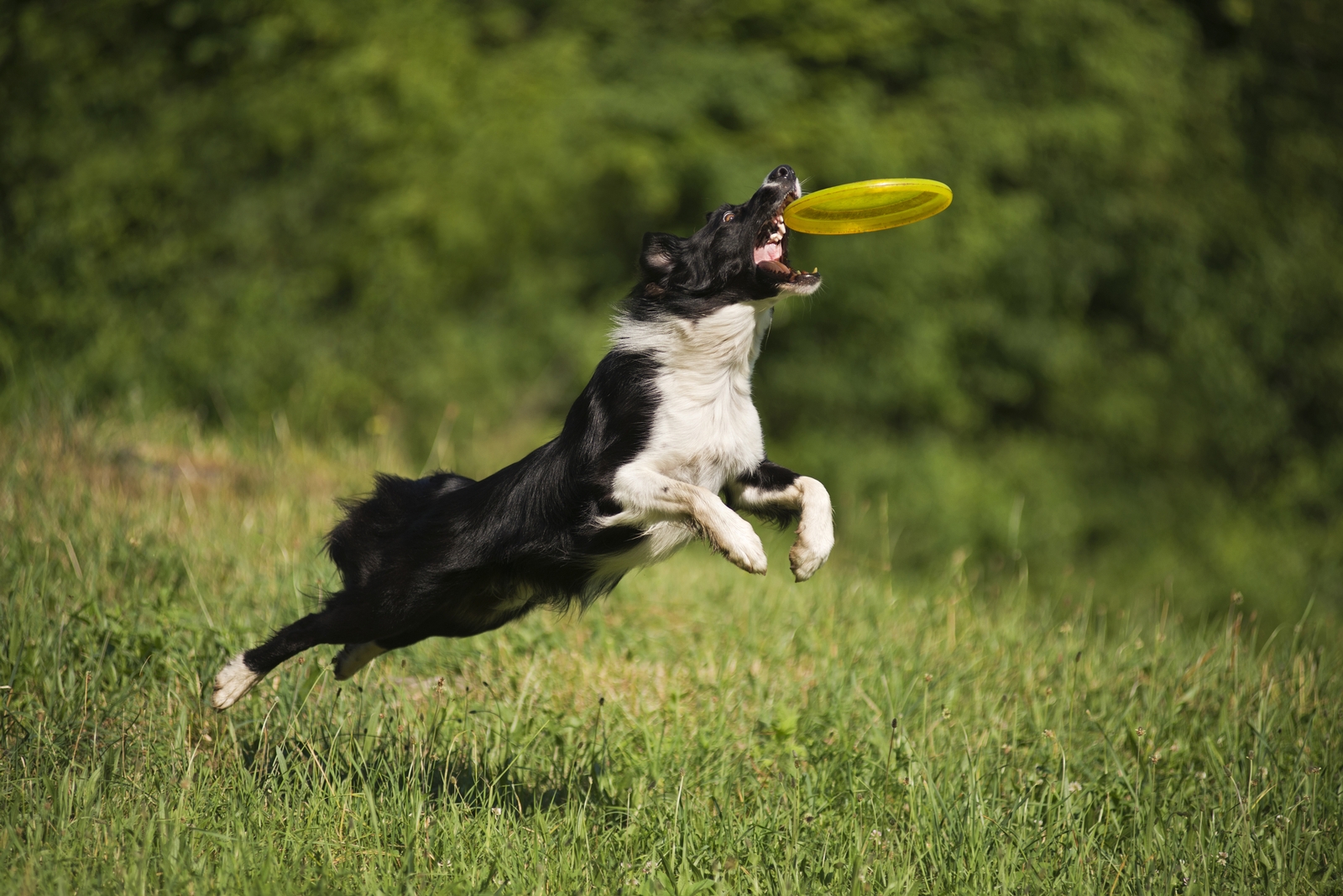 Border Collie catching frisbee