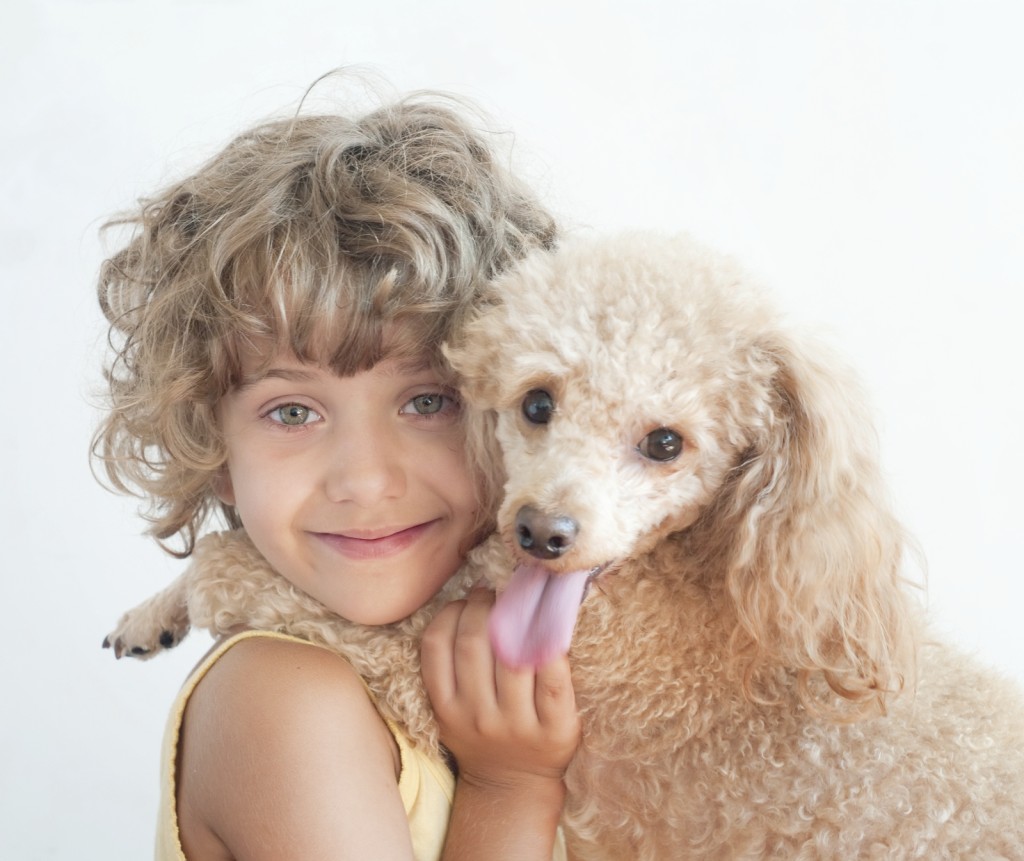 Poodle puppy unshaved with child