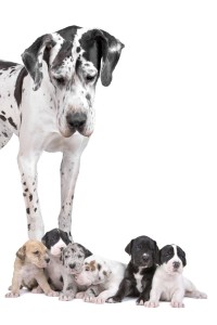 Great Dane with litter of puppies
