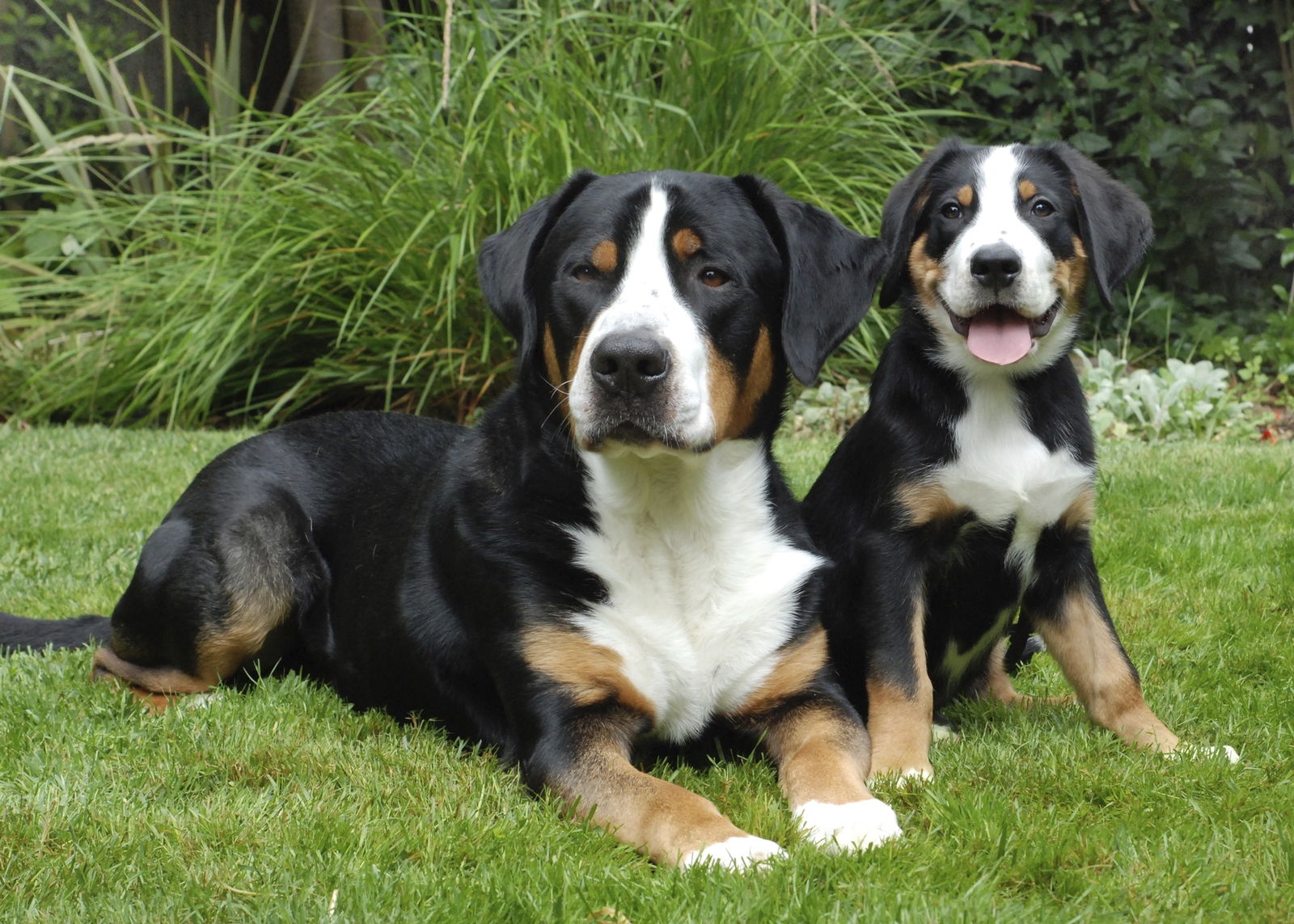 Greater Swiss Mountain dog with puppy