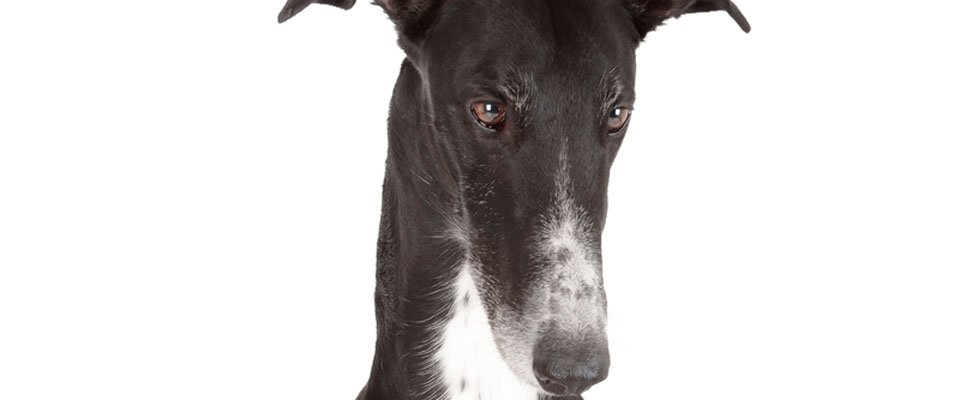 Greyhound closeup