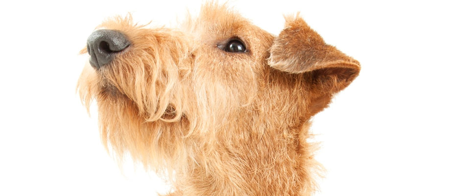 Irish terrier closeup