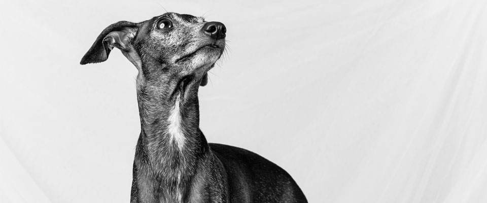 Italian greyhound standing closeup