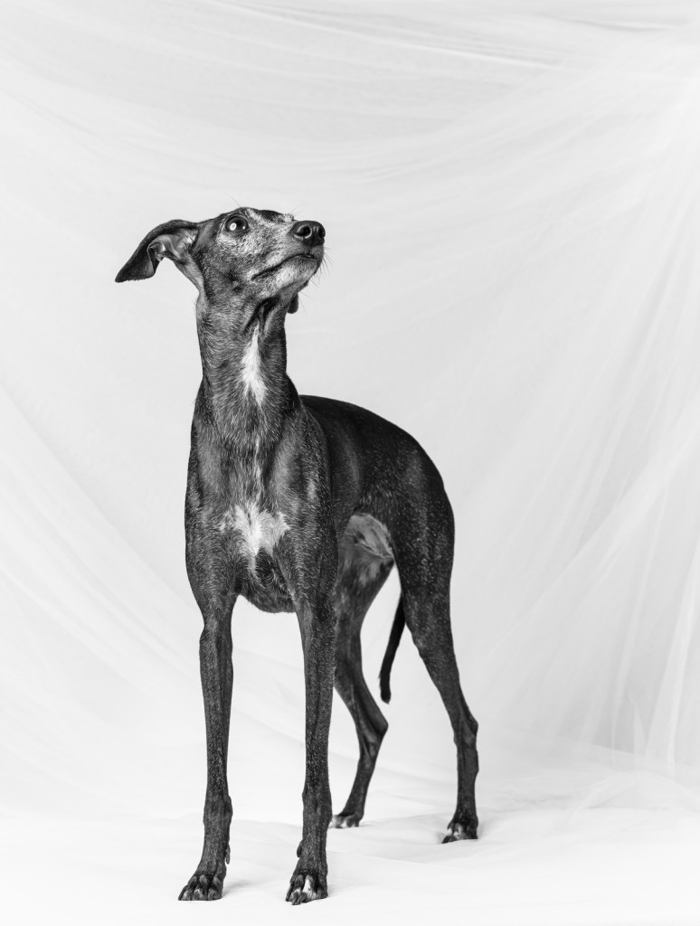 Italian greyhound standing