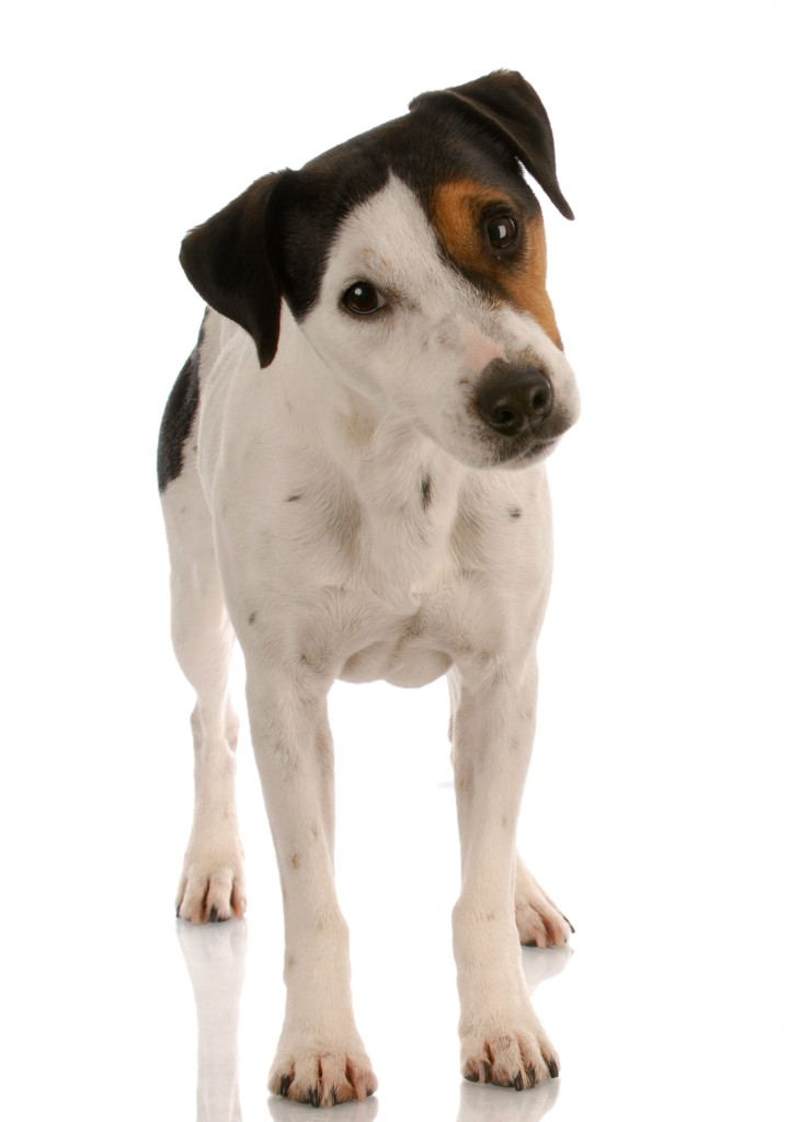 Jack Russel Terrier standing