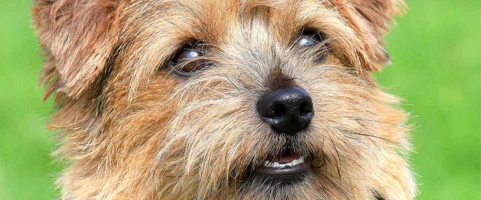 Norfolk terrier closeup
