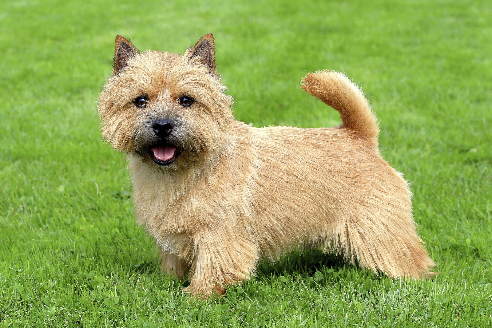 Norwich terrier standing in grass