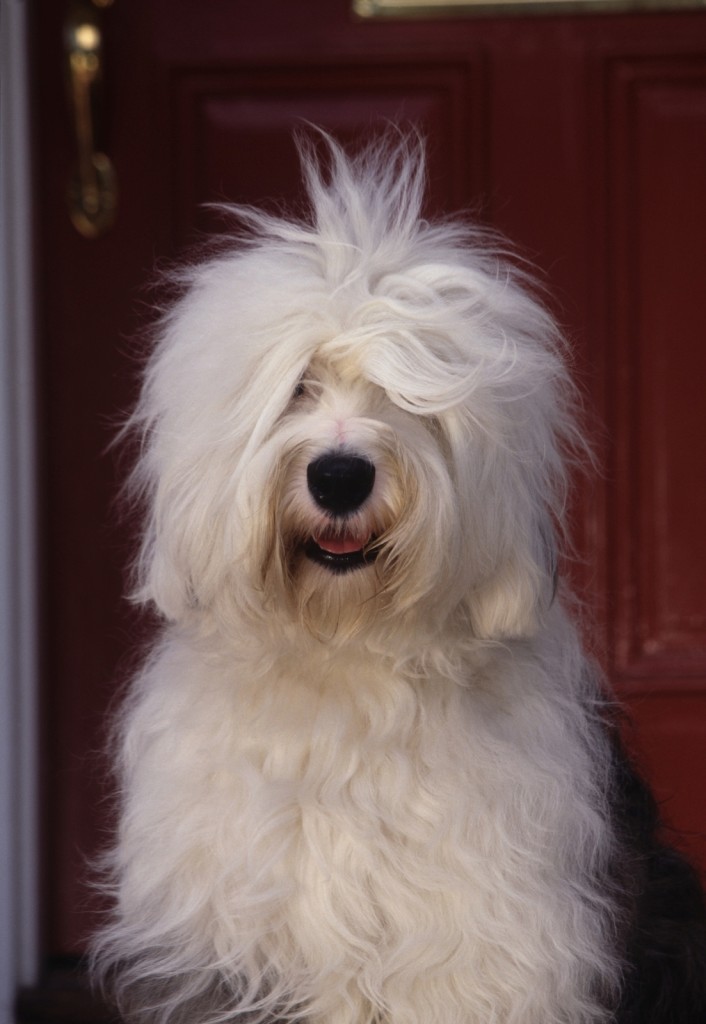 Old English sheepdog in home