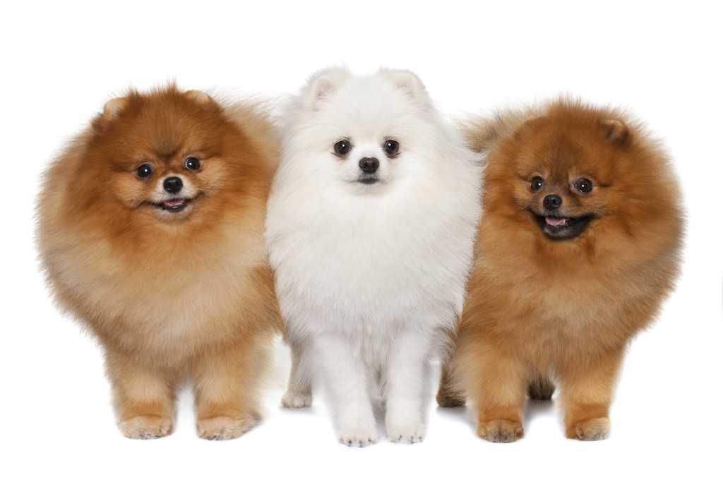 Pomeranian trio