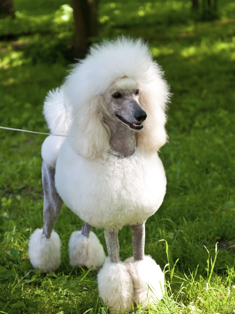 Poodle in traditional shaved look