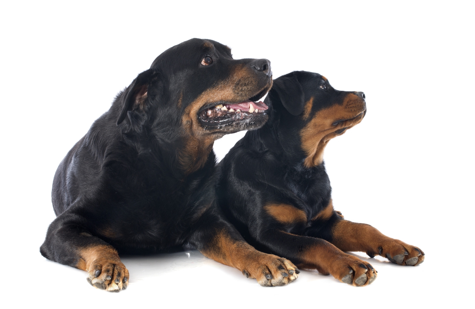 Rottweiler adult and puppy