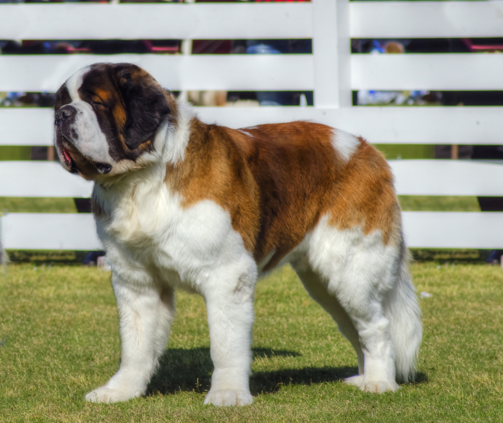 Saint Bernard standing on in front of pasture fence