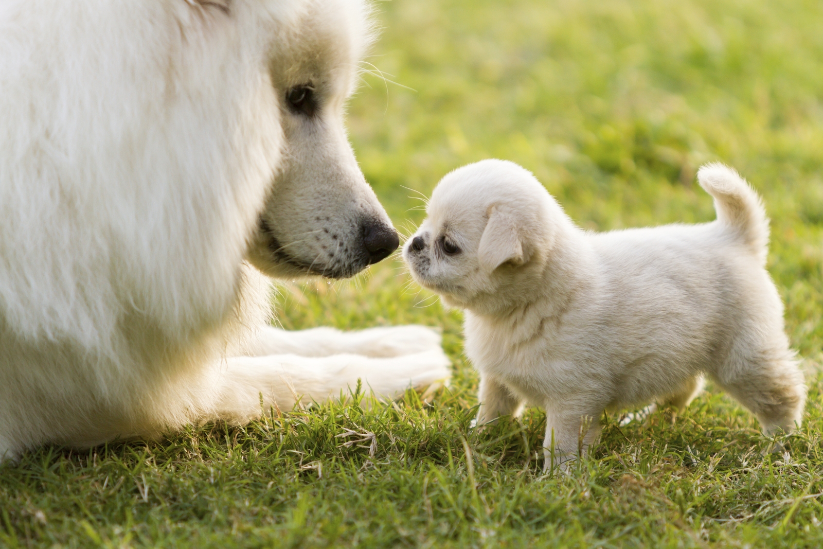Samoyed adult and puppy in grass
