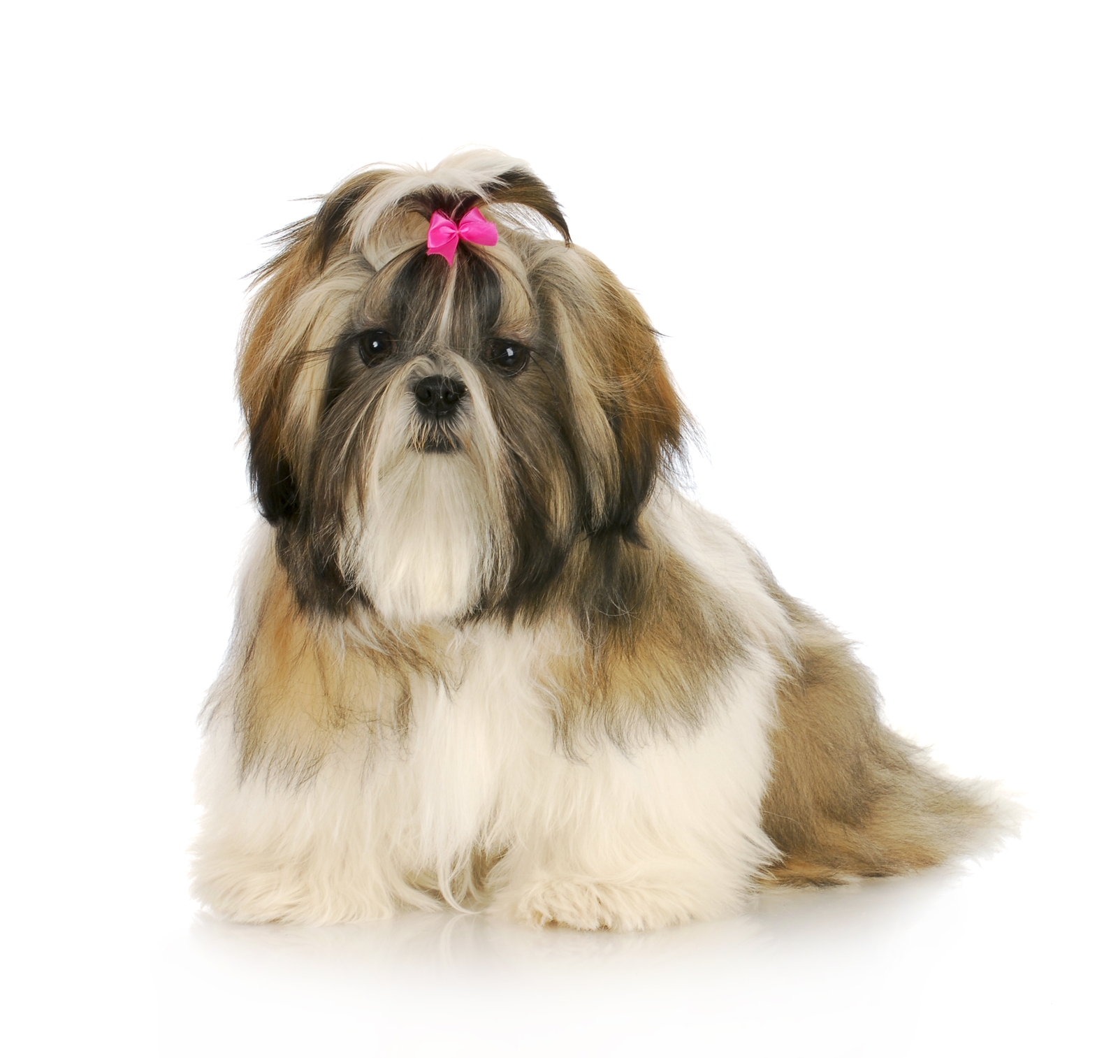 Shih tzu with bow