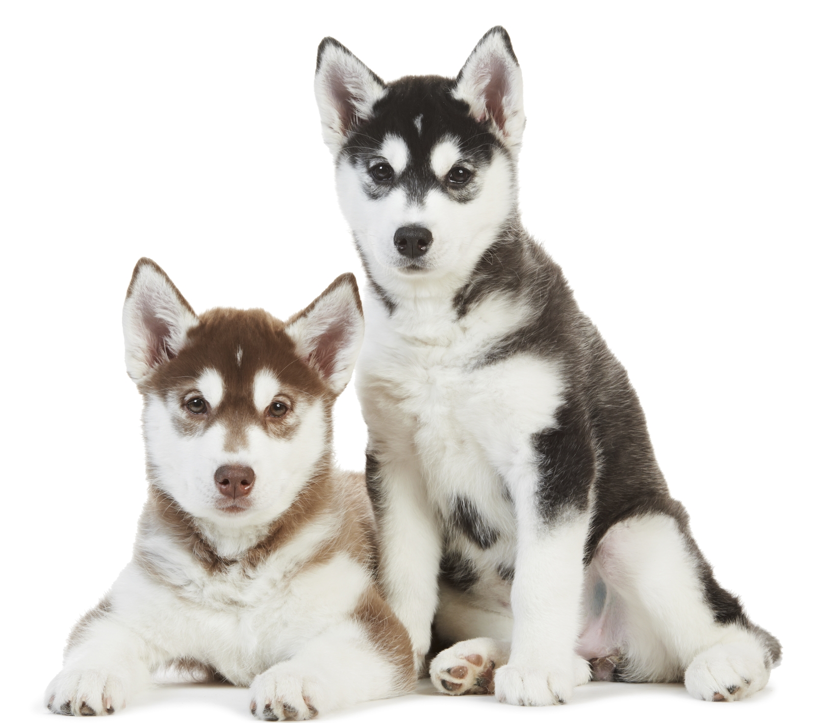 Siberian husky puppy duo