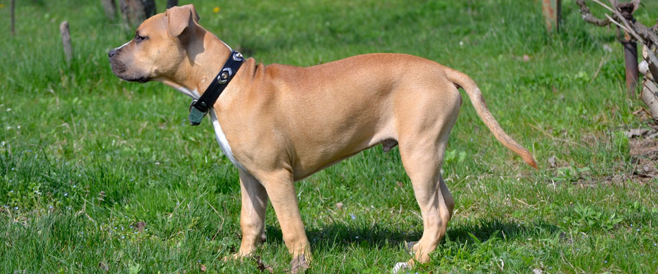 American Staffordshire Terrier standing in field closeup