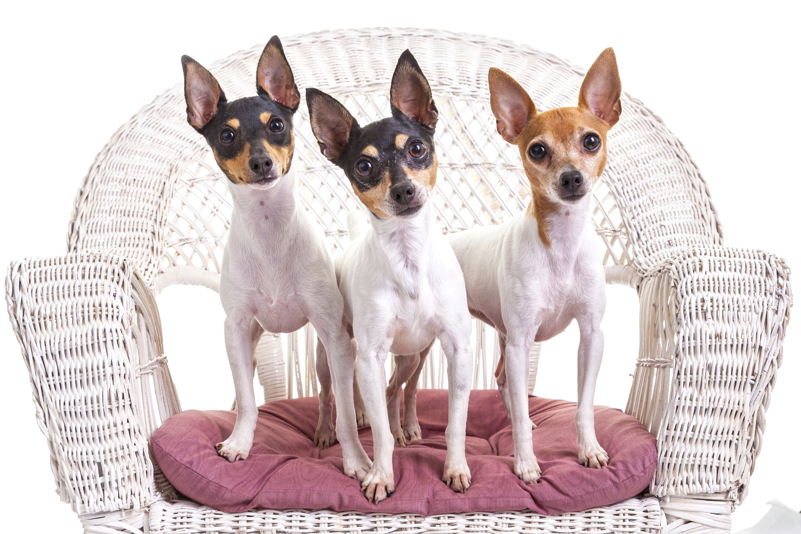 Toy fox terrier trio standing alert on chair