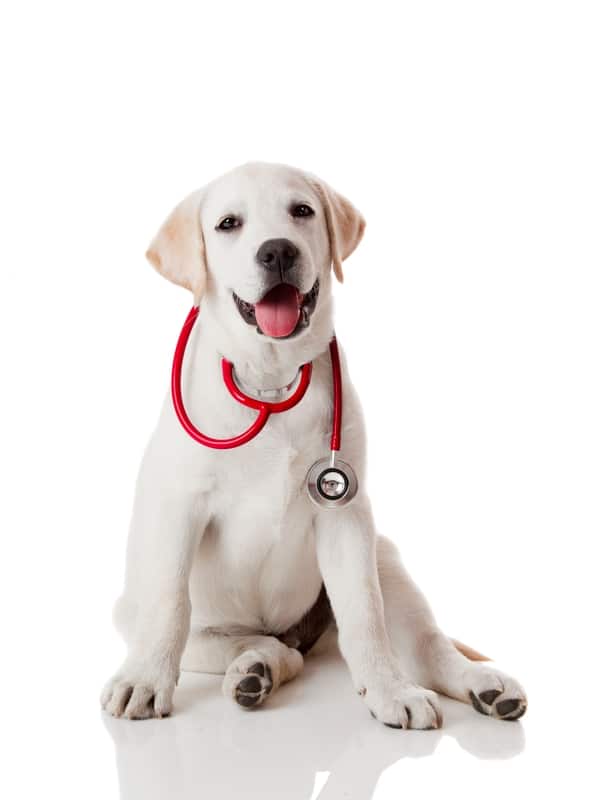How To Choose Your Dog Breed Test How To Choose Your Dog Breed Test