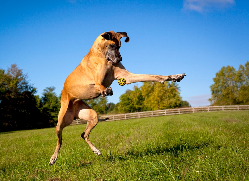 Great Dane playing with ball