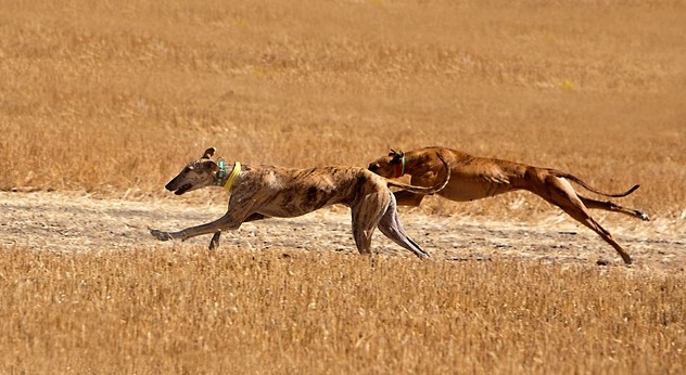 Greyhound racing in field