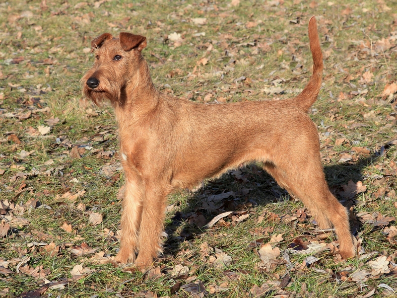 Irish terrier standing in field