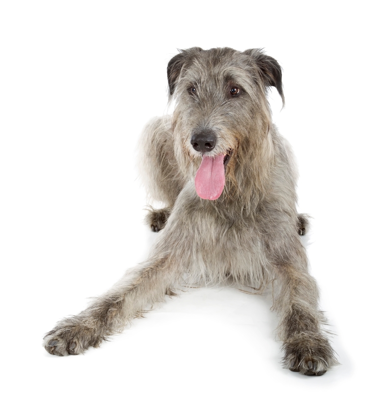 Irish wolfhound laying with tongue hanging out