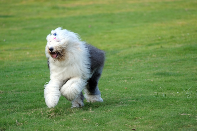Old English Sheepdog with bow running in field