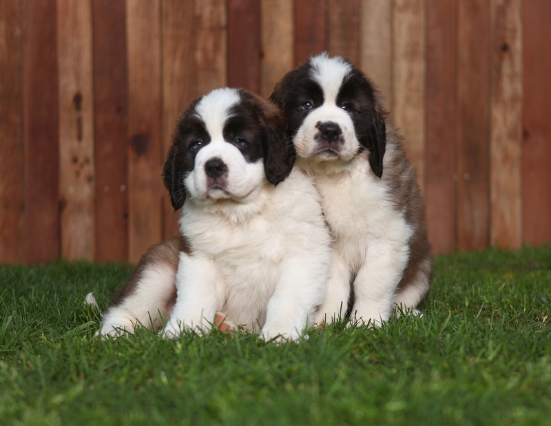 Saint Bernard puppies posing for picture