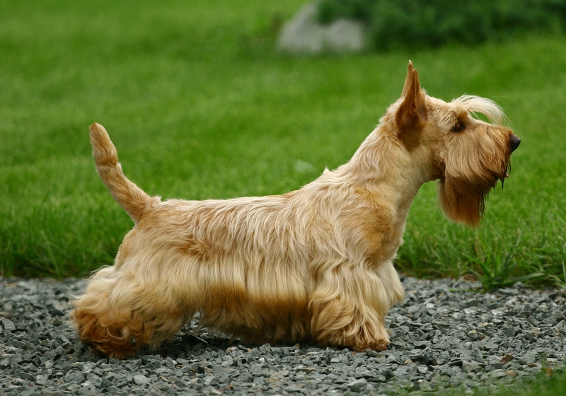 Scottish terrier pointing