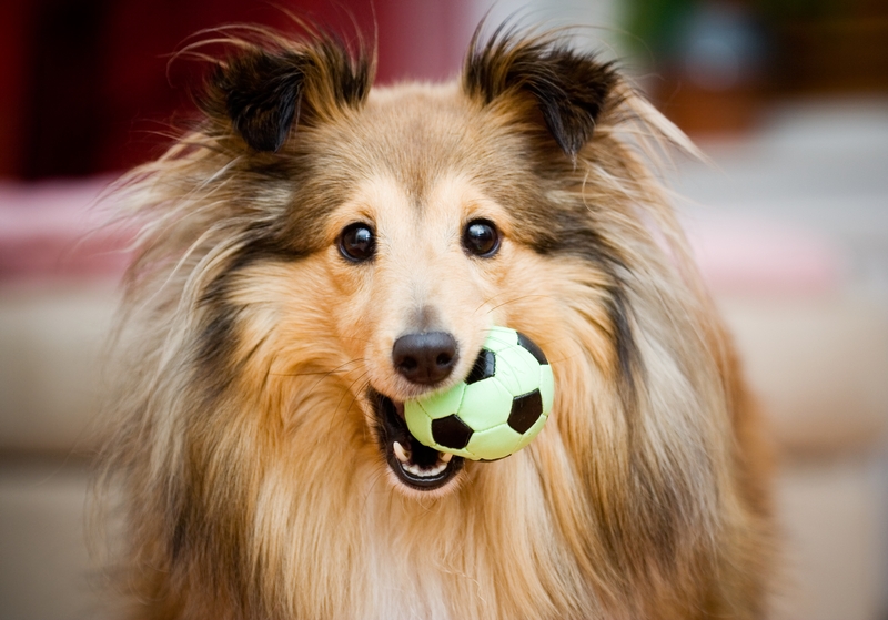 Shetland sheepdog with toy ball in its mouth
