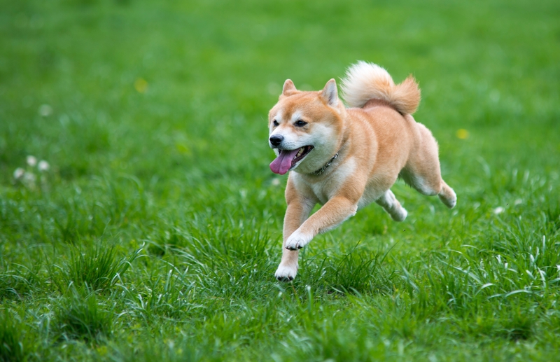 Shiba inu running in grass