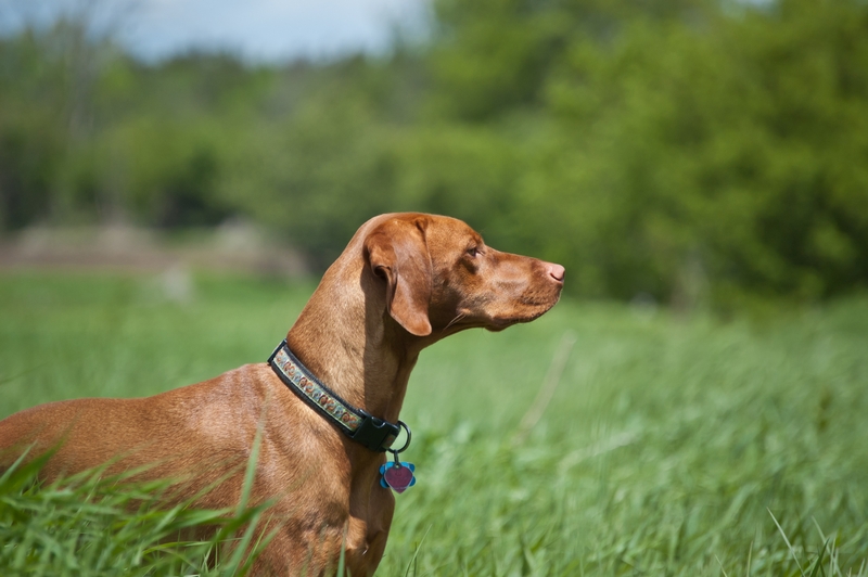 Vizsla looking out into field