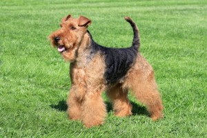 Welsh terrier standing in field