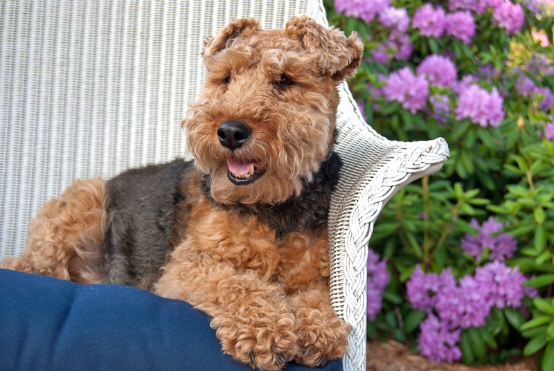 Welsh terrier laying on chair