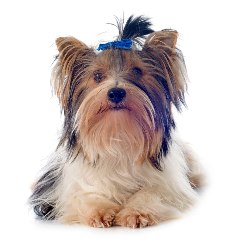 Yorkshire terrier with bow