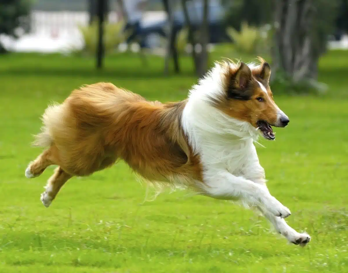 This Collie is in the AKC Herding Group.