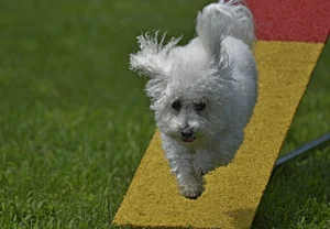 This cute Bichon is competing in Dog Agility.